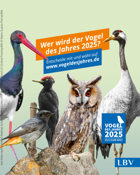 2024_VdJ-2025-Sharepic_ALLE-KANDIDATEN